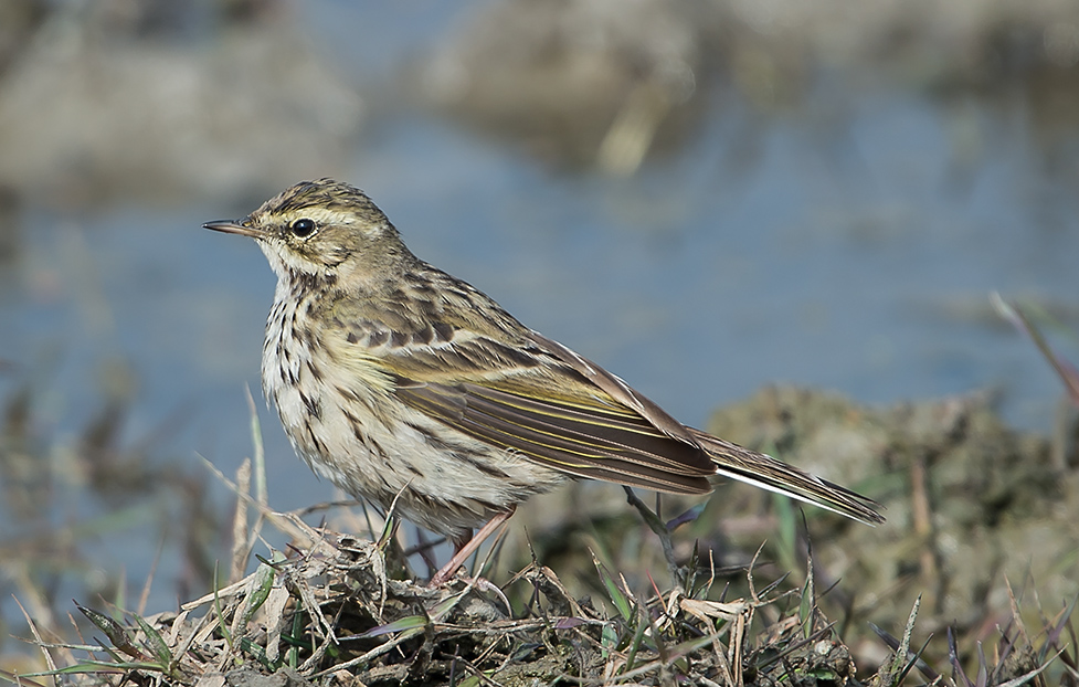 Rosy Pipit